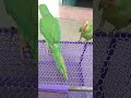 Mitthu Mitthu Shortvideo Parrot Bird Video Talking Talkingparrot