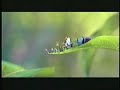 A Bug S Life Teaser Preview 1998