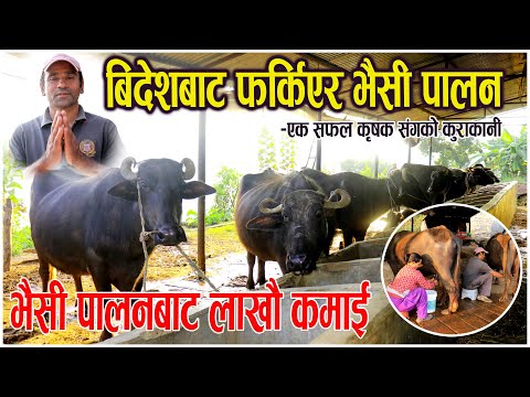 भैसी पालन कसरी गर्ने |  भैसी पालनबाट लाखौ आम्दानी | Bhaisi Palan Nepal