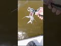 De Hooking Catfish Tip