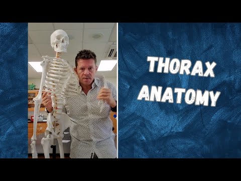 Exploring the Thoracic Cage: Anatomy and Function.