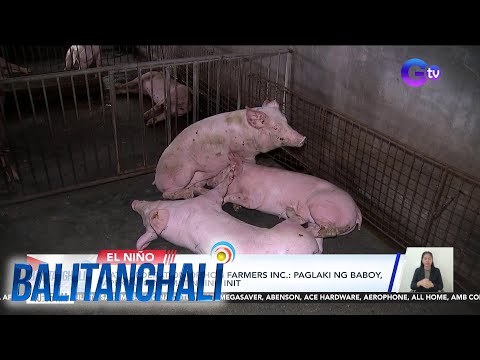 Nat'l Federation of Hog Farmers Inc.: Paglaki ng baboy apektado ng matinding init Balitanghali