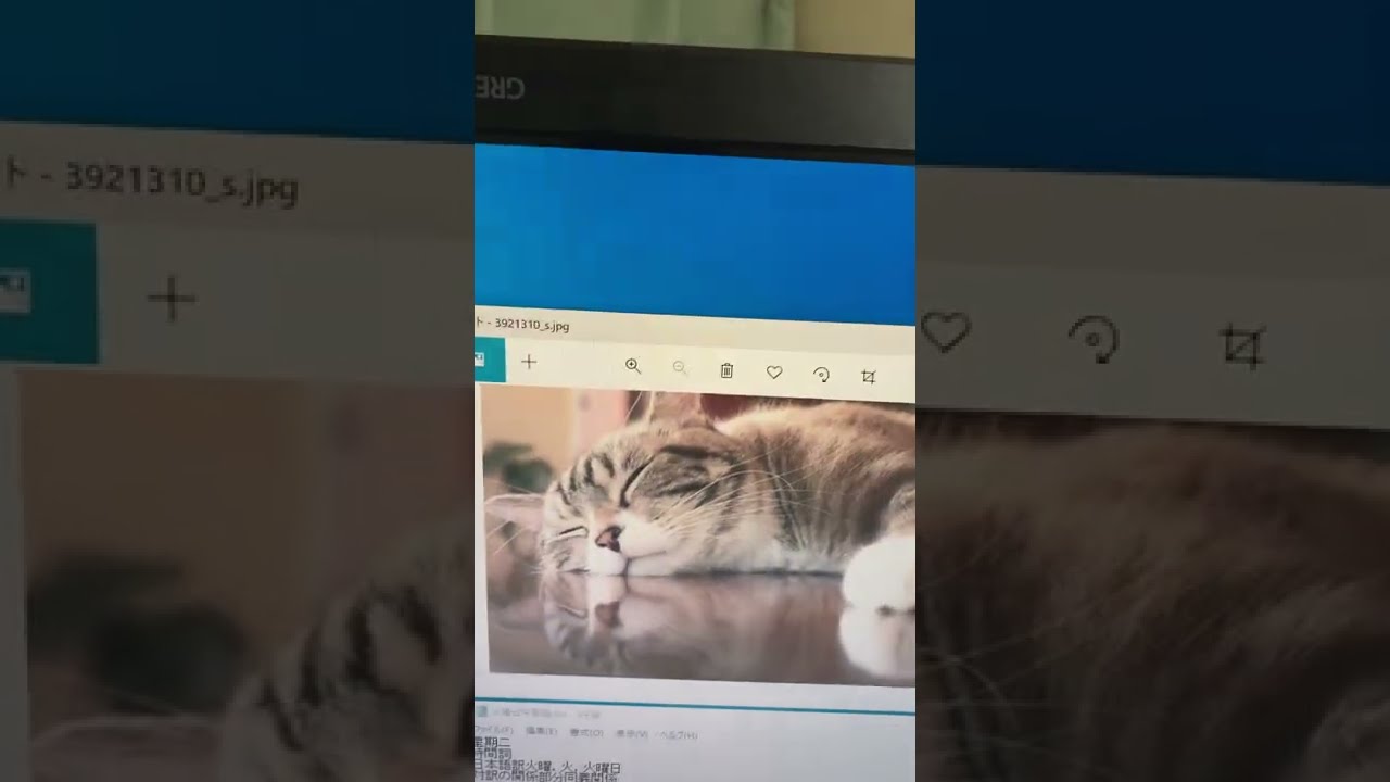 【ねこの日】2022年2月22日22時22分22秒気温22度ゾロ目チャレンジ【次は200年後】 #Shorts #猫の日