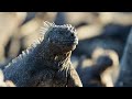 The Marine Iguana A Perfect Planet BBC Earth