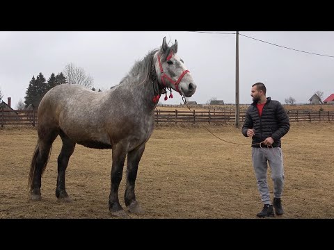 Caii lui Marius de la Marisel, Cluj - 2021 Nou!!!
