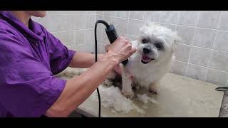 How to groom an anxious dog who may become aggressive, dog grooming, doesn