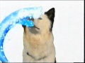 Stan The Dog NEW Disney Channel Logo