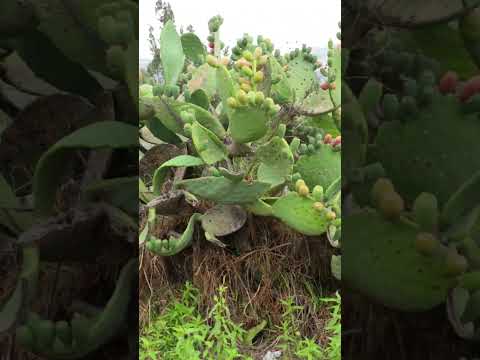 #punata #cochabamba #perladelvalle