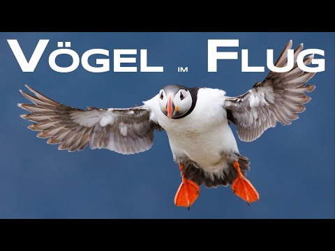 How to photograph birds in flight - nature photography with @gelikaba