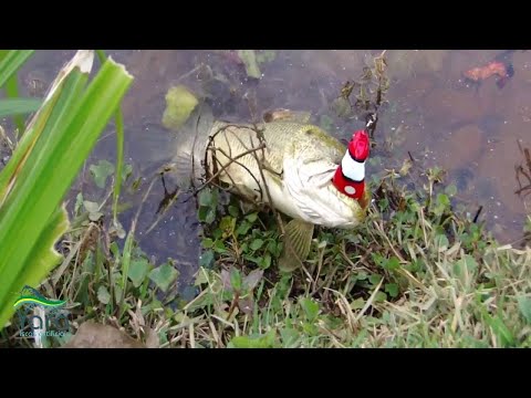 Vídeo Isca Yara Snake Fish Soft Bait 90