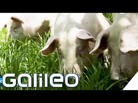 Speck Adventure World from South Tyrol | Galileo |