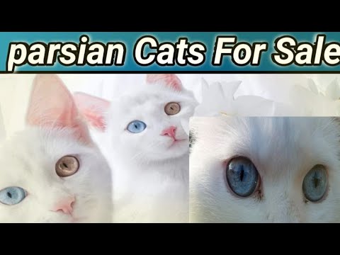 Parsian Cats For Sale||Tolenton Market Lahore||Abdul Aleem Baloch