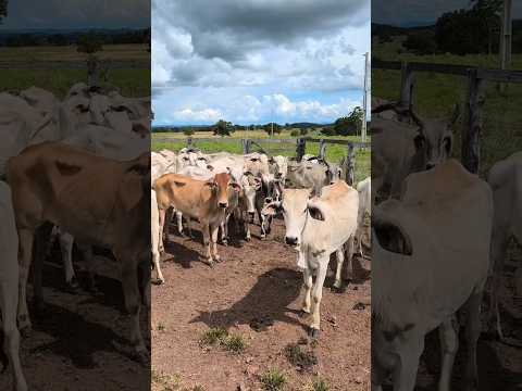 Viajou novilhas para cocho, vai bebe água em Itaberai -go #cocho #nalida #gado #pecuarista #roça