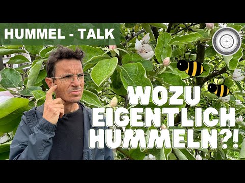 HummelTalk - WHY the WORLD needs the bumblebee