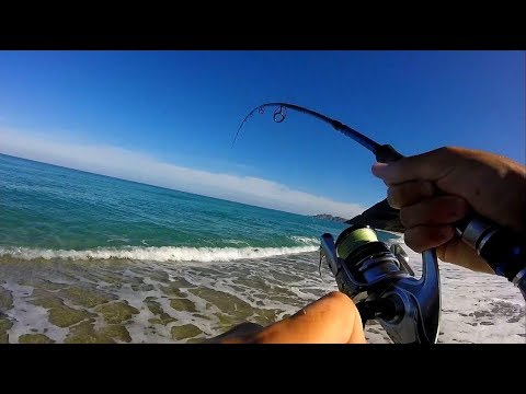 BIG FISH from the Beach on Popper ! (Corsica part 2)