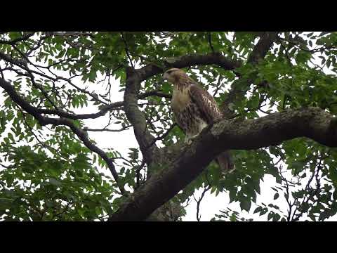 Fledgling Hawk Hunting