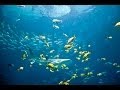 Soothing Melody With Iso Tones To Help With Migraine Pain Relief Sleeping Too