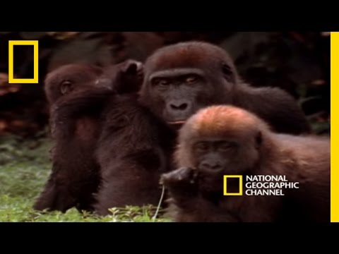 Ndoki Rain Forest | National Geographic