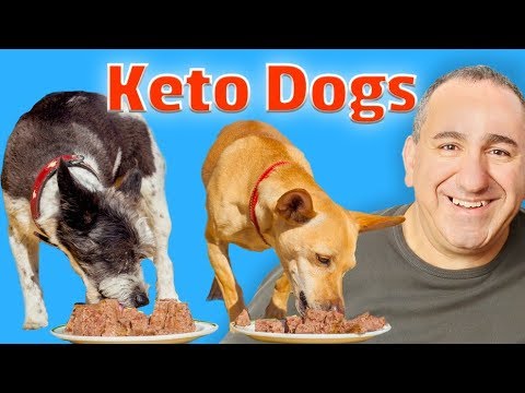 犬のためのケト食とは (What is keto diet for dogs)