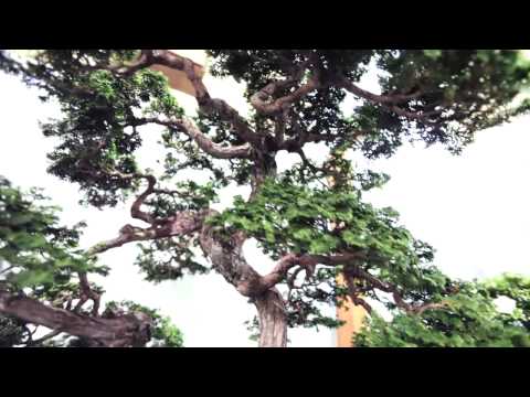 2010 2nd US NATIONAL BONSAI EXHIBITION