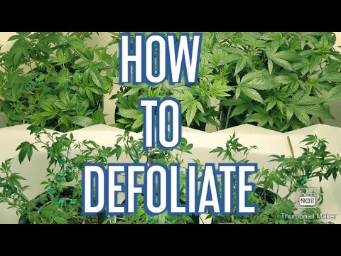 How To Defoliate Your Cannabis Plant