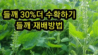 들깨 30% 더 수확하기, 들깨재배 방법,