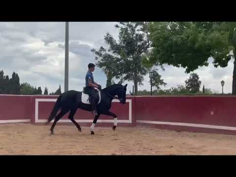 Black Beauty Novela - wonderful Andalusian Mare
