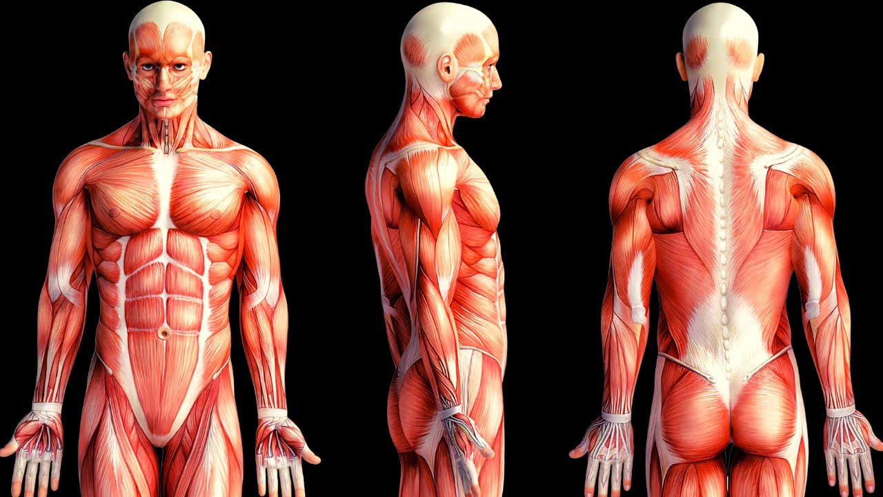 The MUSCULAR SYSTEM explained: how it works and the main muscles👨‍🏫