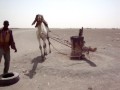 How To Produce Sesame Oil Using Camel
