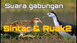 Download lagu Suara pikat burung Campuran Sintar sawah dengan ruak-ruak mp3 Download lagu Suara pikat burung Campuran Sintar sawah dengan ruak-ruak mp3
