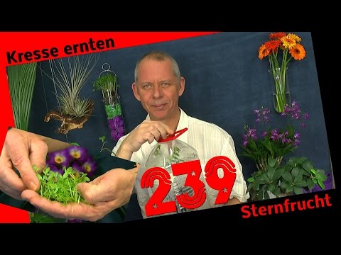 , title : 'Lecker Kresse ernten, Kräuter im Haus. Die Sternfrucht nicht nur lecker...'
