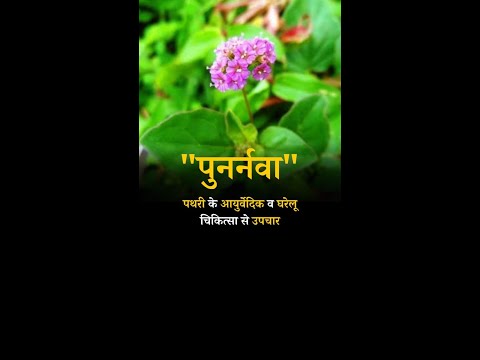Treatment of Stones with Ayurvedic and Home Remedies #kidny #kidnystones #wealth #shorts #punarnavaa