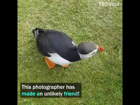 friendly puffin approaches photographer