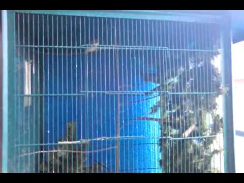 canto do rouxinol do japao nightingale rossignol warbler ruiseñor Leiothrix lutea japanese