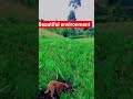 Environment Live Music Dance Funnyshorts Mustwatch Trendingshorts Trend Gospelmusic Roblox