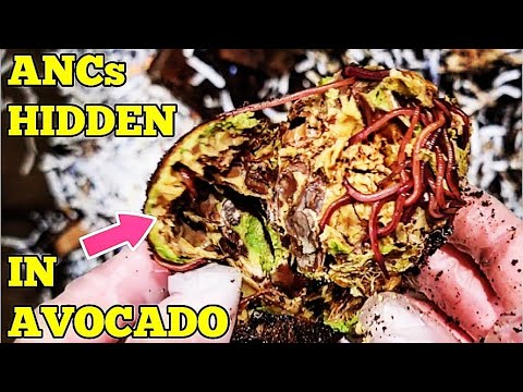African Nightcrawlers Checked & Fed 1 MONTH Later | Baby Worms Hiding In Whole Avocado | ANCs