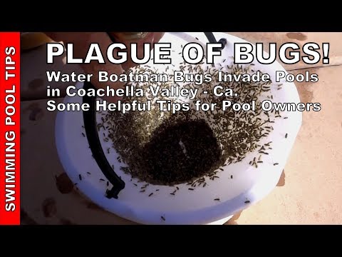 PLAGUE OF BUGS! Water Boatman Bugs Invade Pools & Lakes in the Coachella Valley - Helpful Tips