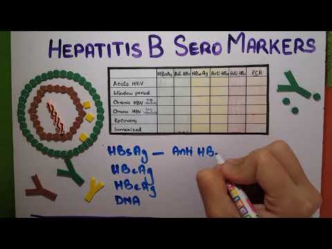 hepatitis B Serology explained