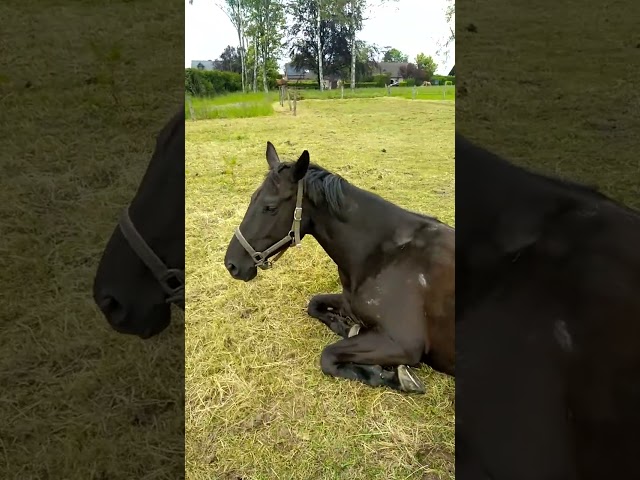 Yegua sBs Caballo de Deporte Belga En venta 2017 Negro por DESTANO