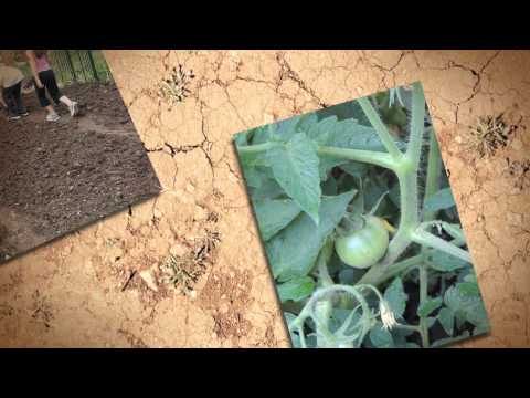 Create Garden Classrooms at 3 Low-Income Schools