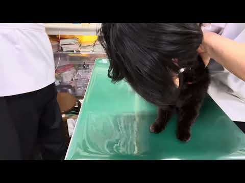 園芸 ペルシャスピードウェル、コモンスピードウェル、猫の腸