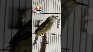 Download lagu Opior Jawa Ngacor Roll Panjang ||Mutasi Warna #Short mp3