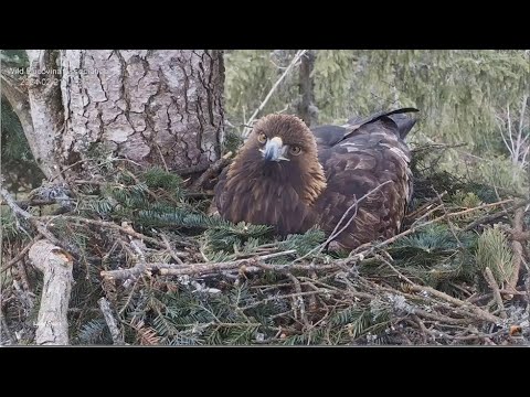 Bucovina Golden Eagles ~ Toxicology Results On Lucina's Death Show Rodenticide Poisoning 💔 1.4.25