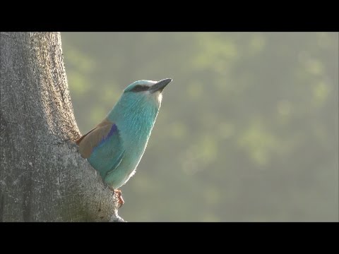 paraziták a dáliákon hogyan kell harcolni