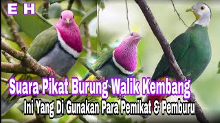 Download lagu Suara Pikat Mp3 Burung Walik Kembang || Walik Kepala Ungu || Cocok Buat Hunting & Mikat mp3