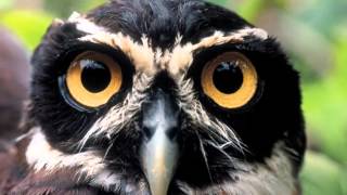 Milton Nascimento - Certas Canções (1982)