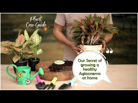 , title : 'Our Secret of Growing a Healthy Aglaonema Plant at Home || Plant Care Guide