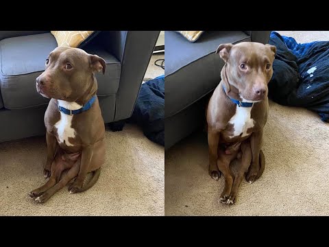 Ces chiens devraient être une femme de ménage dans l'autre vie.