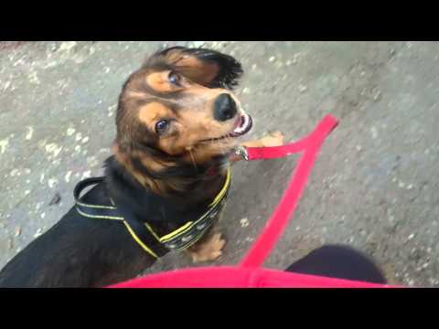 Maks sygnał neutralny, zawracanie