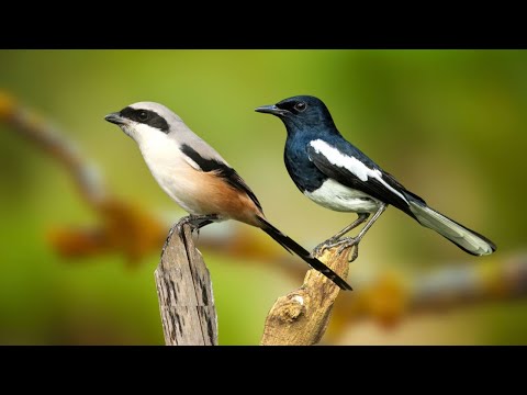 Forest Bird Sounds - Relaxing Nature Sounds - Birds Singing helps you Sleep Well